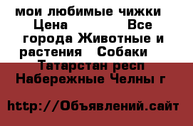 мои любимые чижки › Цена ­ 15 000 - Все города Животные и растения » Собаки   . Татарстан респ.,Набережные Челны г.